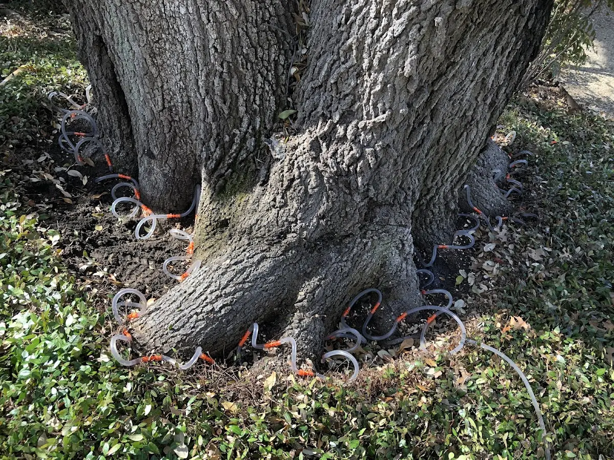 Detailed Tree Cabling and Bracing job site in Lewisburg