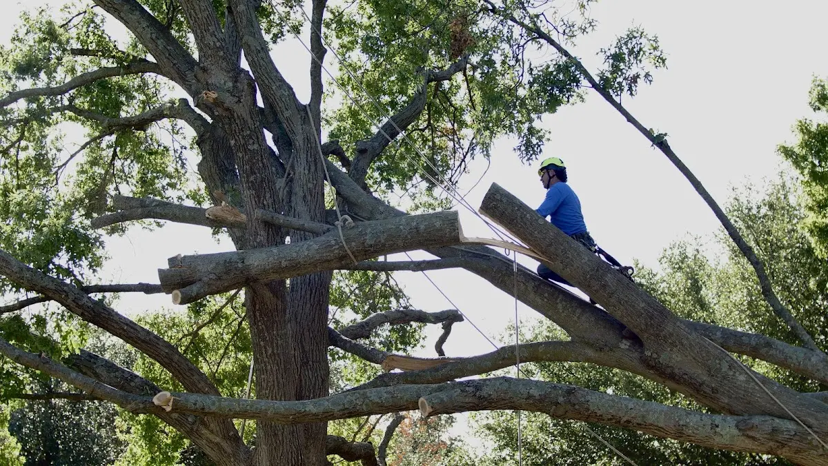 Professional Hazardous Tree Removal performed by certified arborists in Lewisburg
