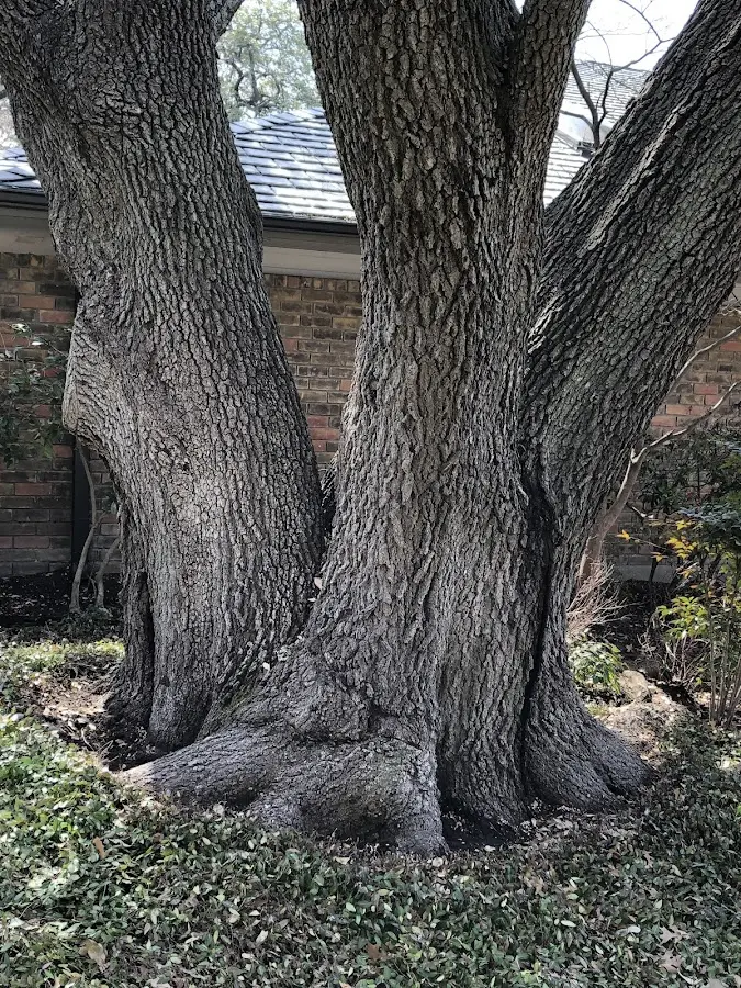 Mature heritage tree close to a Lewisburg property cared for by certified arborists